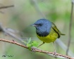 Mourning Warbler_...