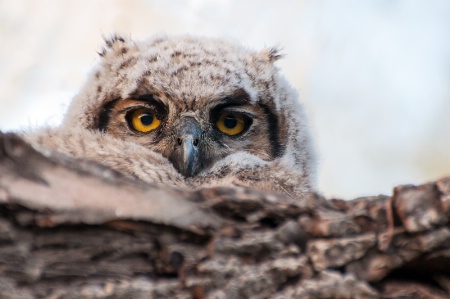 Owlet in the morning