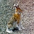 2Showshoe Hare in Denali National Park, Alaska - ID: 14484631 © Zelia F. Frick