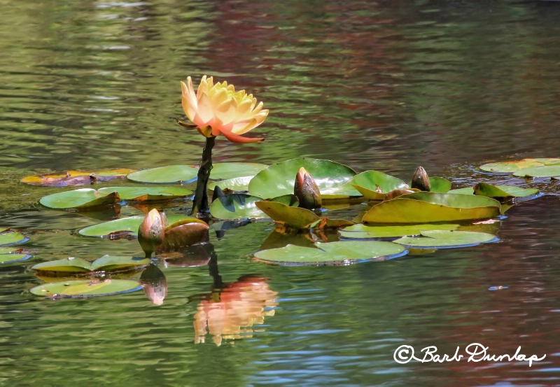 water lilies2