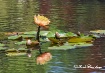 water lilies2