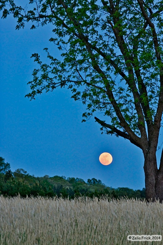 Planter's Moon in Richfield, NC - ID: 14484688 © Zelia F. Frick