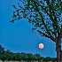 2Planter's Moon in Richfield, NC - ID: 14484688 © Zelia F. Frick