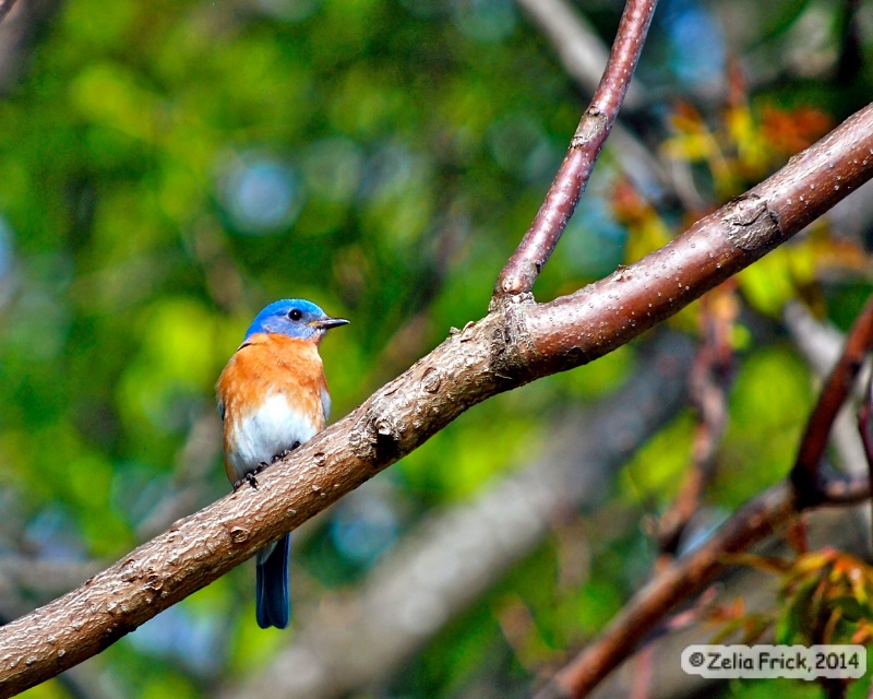 Mother Blue Bird - ID: 14484692 © Zelia F. Frick