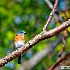 2Mother Blue Bird - ID: 14484692 © Zelia F. Frick