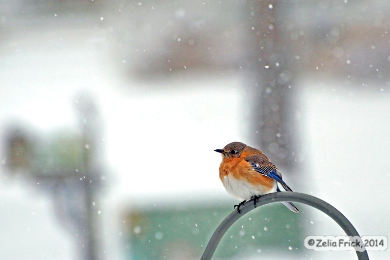 Snowy Blue Bird - ID: 14484693 © Zelia F. Frick