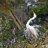 2Great Egret Show-off - ID: 14484695 © Zelia F. Frick