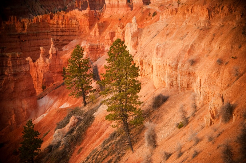 Sunrise View at Bryce Canyon
