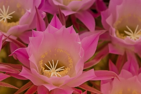  Cactus Flower 
