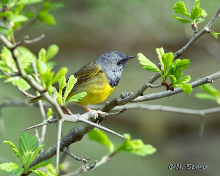 Mourning Warbler in Thorn Apple Tree
