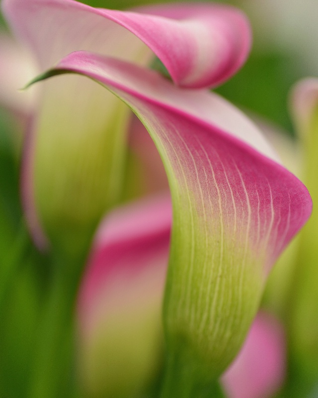 Calla Curves