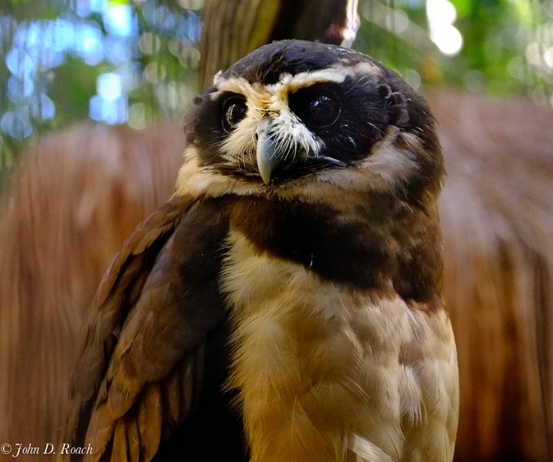 Owl in the Jungle - ID: 14485107 © John D. Roach