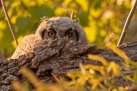 Hiding Owlet