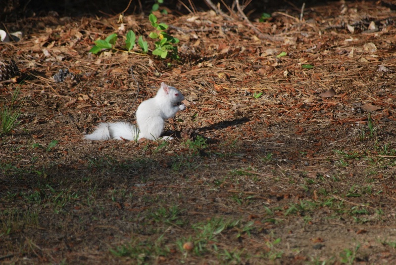 Albino Squirrel ( Genus Sciurus )