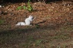 Albino Squirrel (...