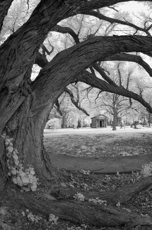 Katsura Tree and Mausoleum