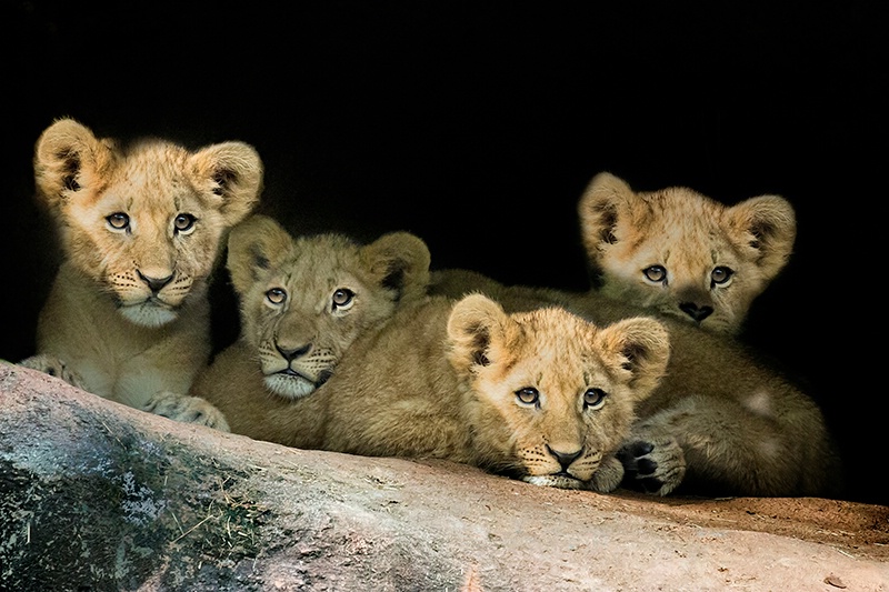 Four Cubs