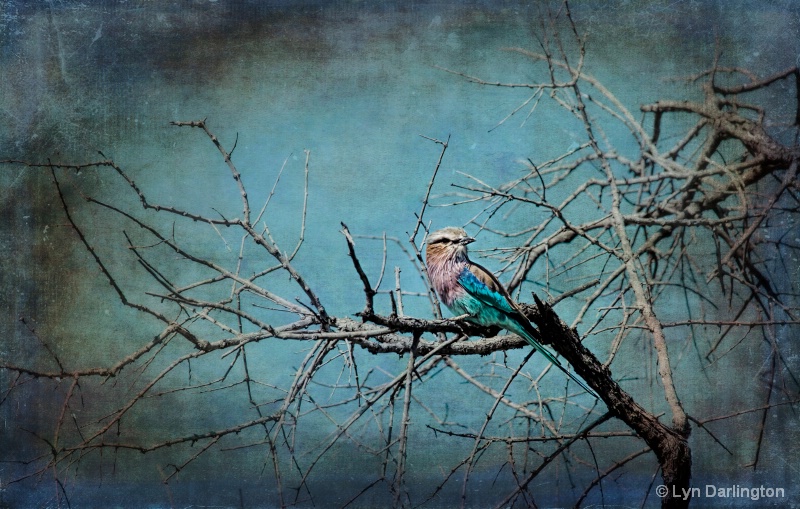 Lilac-breasted Roller.