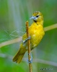 Baltimore Oriole ...