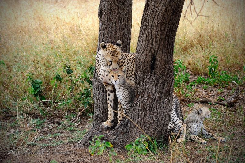 Motherly love -Cheetah family in Serengeti