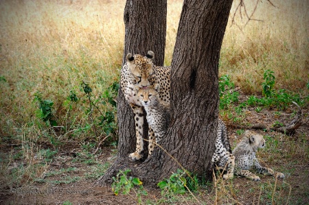 Motherly love -Cheetah family in Serengeti
