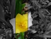 spring yellow