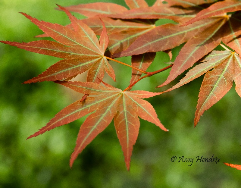 Japanesse Maple