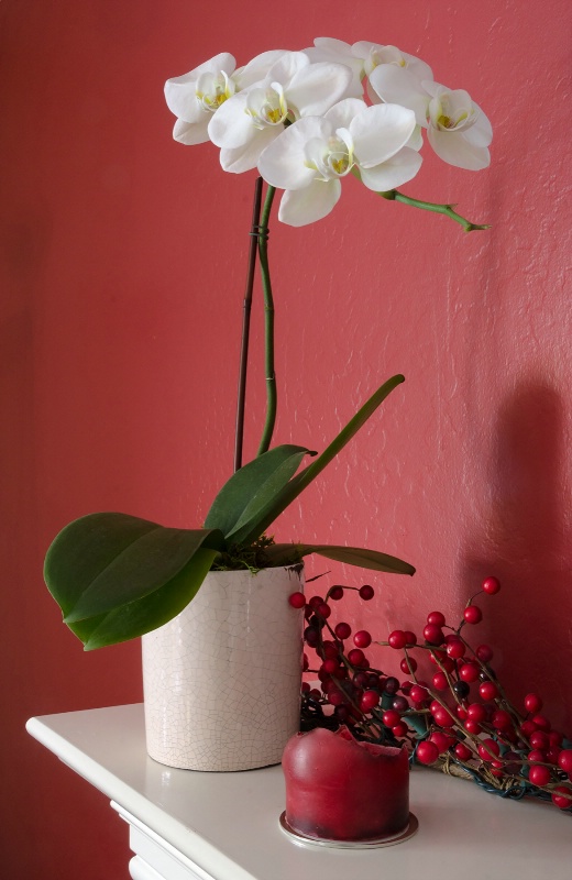 White Orchids on Red