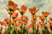  ~The Sky's t...