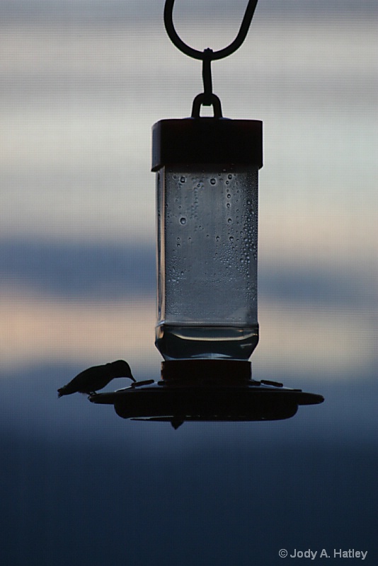 Hummingbird at dusk - ID: 14486767 © Jody A. Hatley