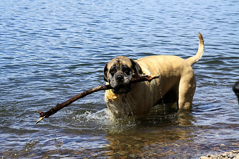 Fetching the stick - ID: 14486768 © Jody A. Hatley