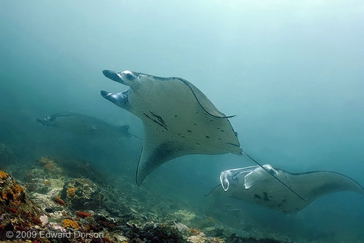 Manta Alley - ID: 14487013 © Edward Dorson
