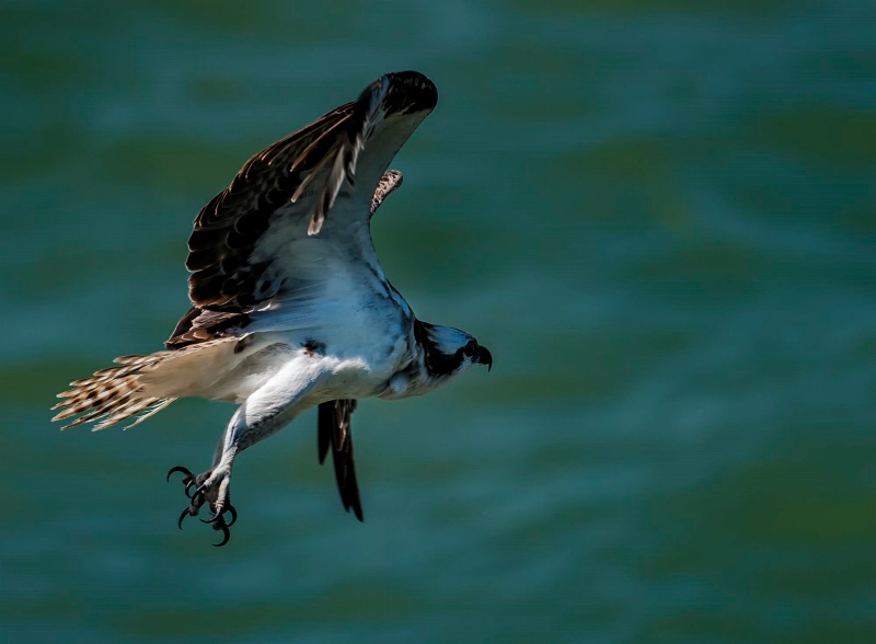 Male osprey in flight, Treasure Island, FL