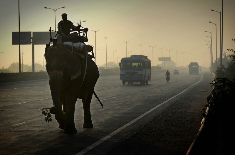 Elephant Highway Indian