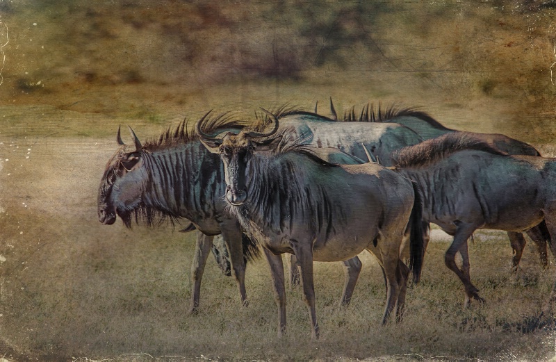 Wildebeest.