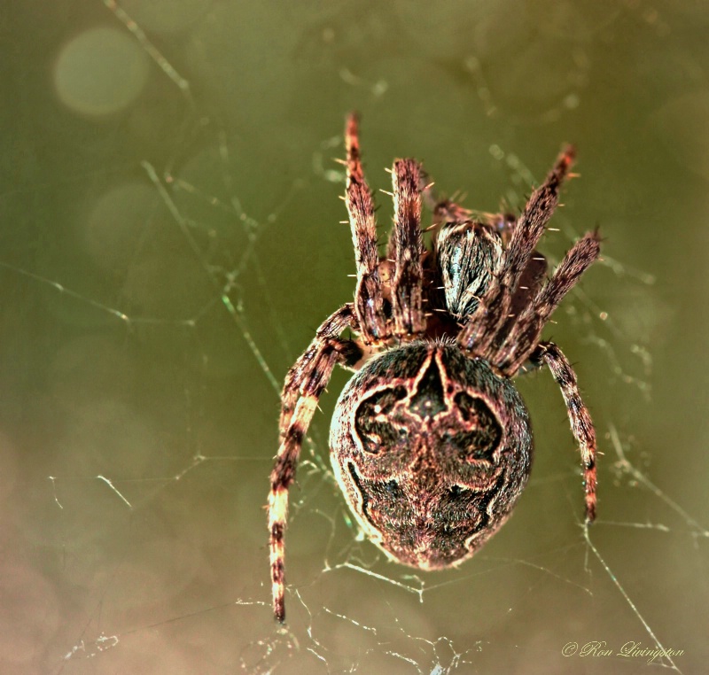 Garden Spider