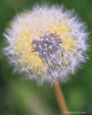 Dandelions