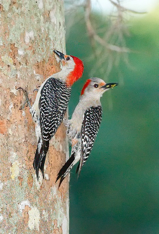 Red Bellied Woodpecker pair
