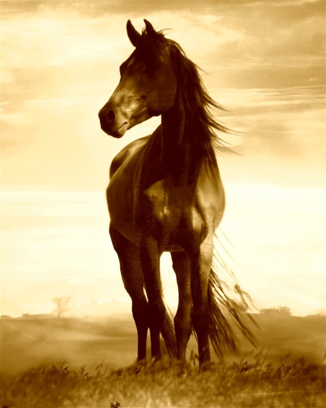 Art of Horse