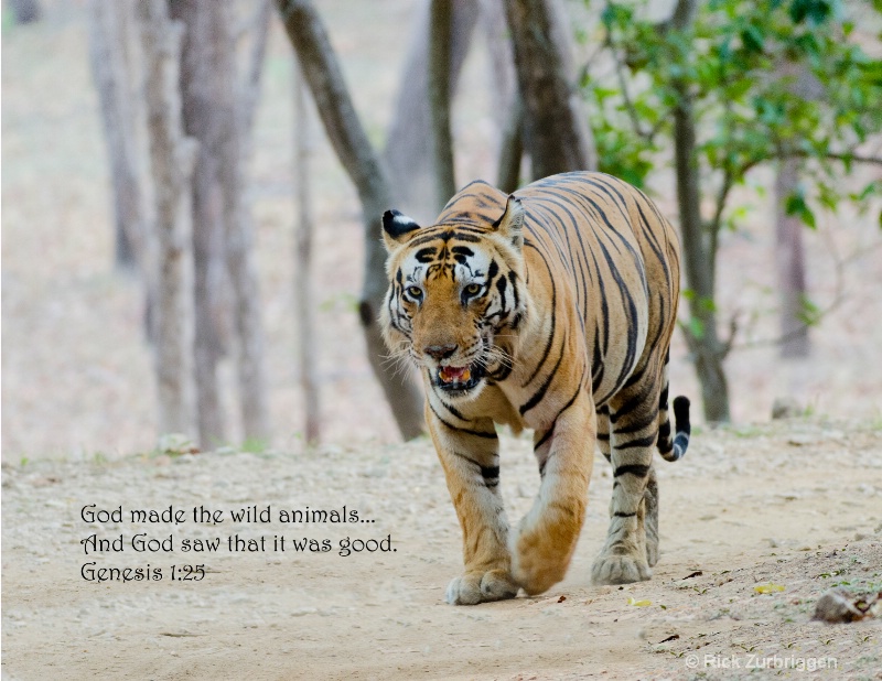 Bengal Tiger India - ID: 14489683 © Rick Zurbriggen