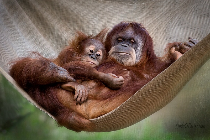 Pongo Hanging With Mom