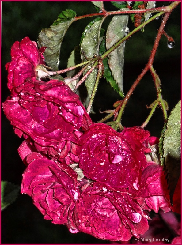 Spicy, Shiny, Rain-soaked Roses