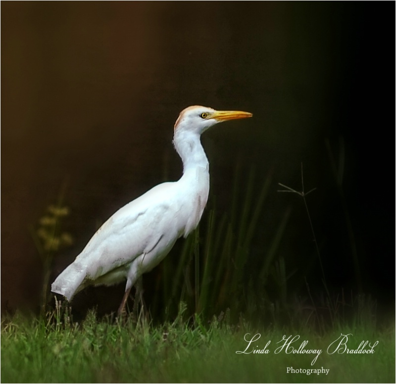 White Shore Bird