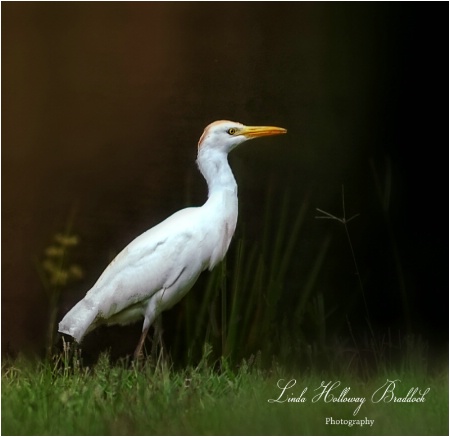 White Shore Bird