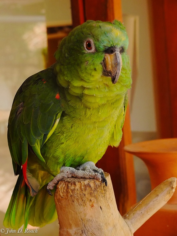 Pablo's Parrot - ID: 14490559 © John D. Roach