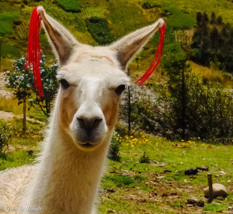 Peru - the llama - ID: 14490574 © John D. Roach