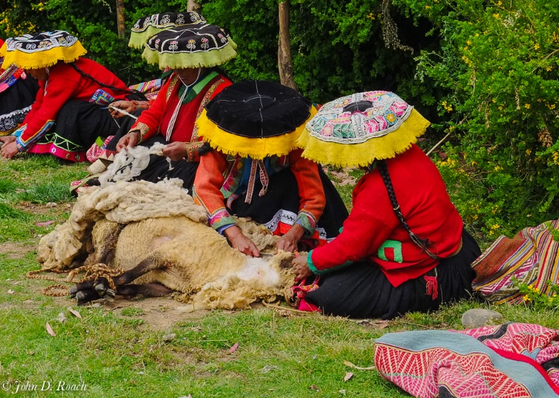 Peru - the shearing #1 - ID: 14490576 © John D. Roach