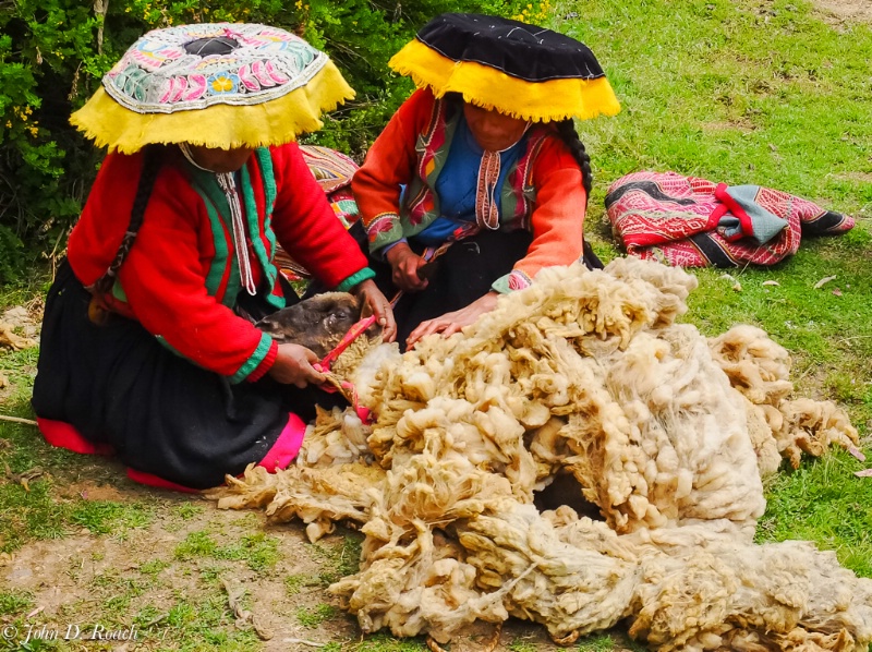 Peru - the shearing #2 - ID: 14490578 © John D. Roach