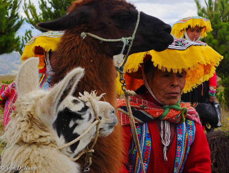 Peru - village indian lady with llamas - ID: 14490579 © John D. Roach