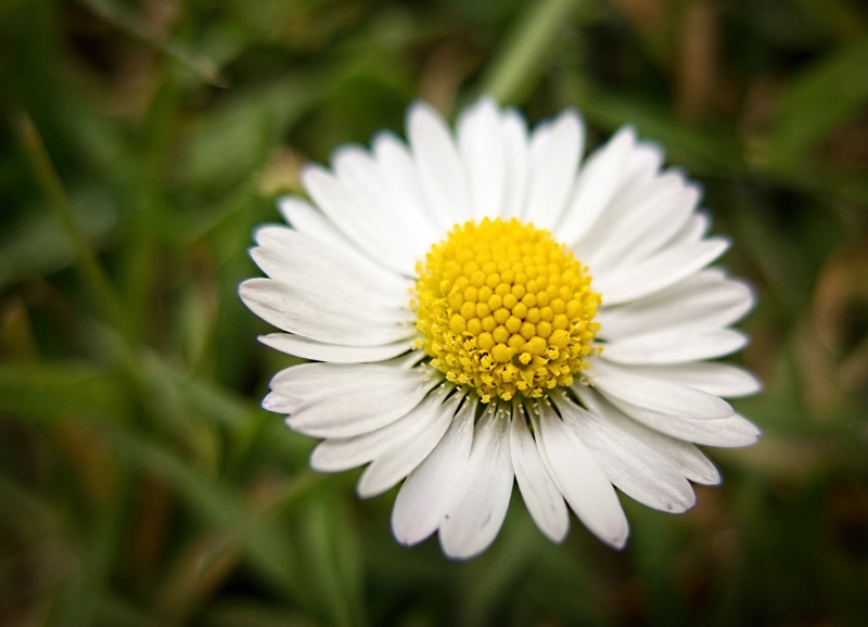 Just A Daisy